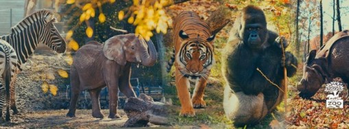   - Afrika élővilágának bemutatása Nyíregyházán a Sóstó Zoo-ban